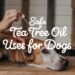 tea tree oil for dogs