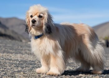 Tibetan Spaniel