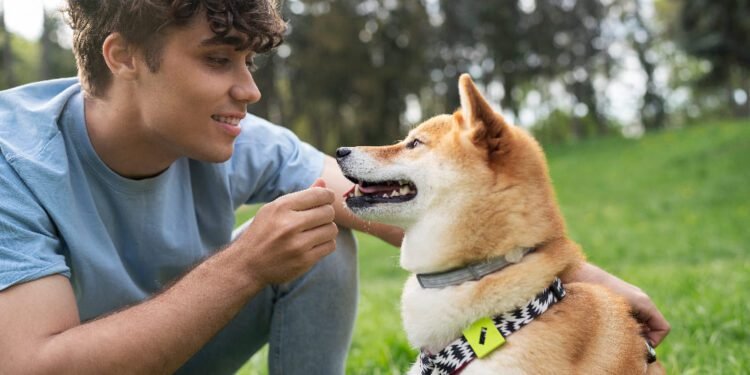 Effective Dog Behavioral Supplements for Canine Care