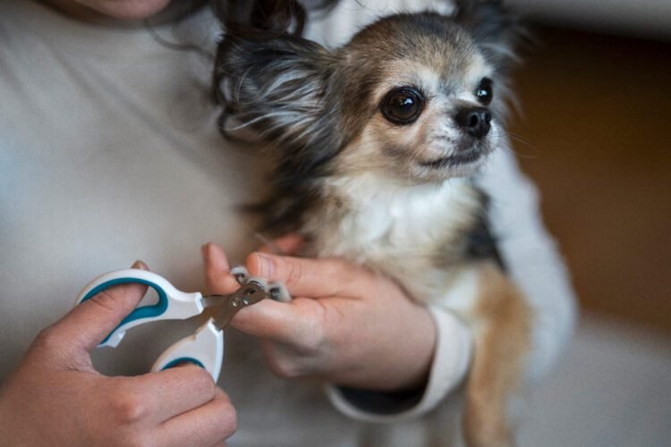 Nail supplement for dogs