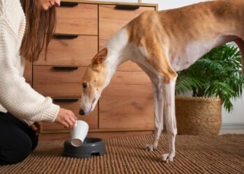 Holistic Dog Supplements