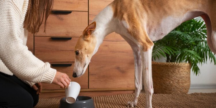 Holistic Dog Supplements