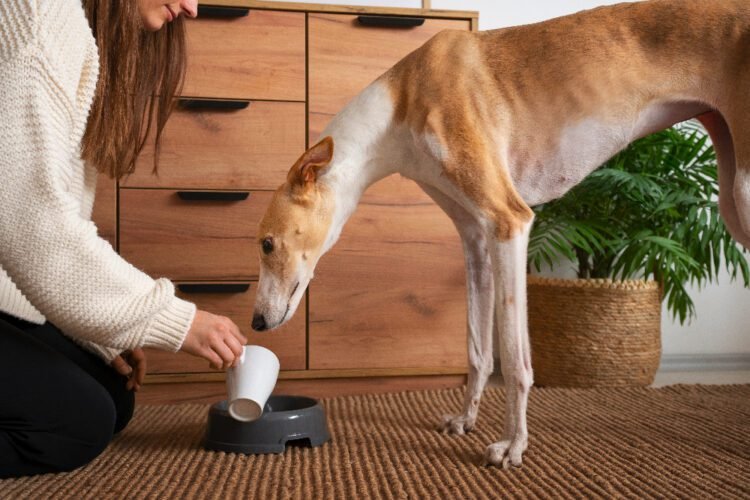 Holistic Dog Supplements