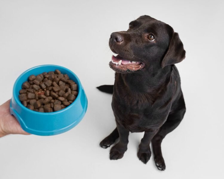 pumpkin supplement for dogs