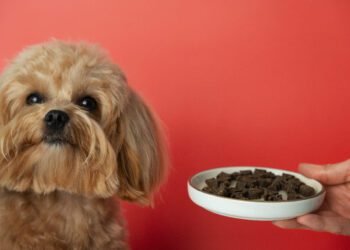 Best Gut Health Supplements for Dogs: Improve Digestion