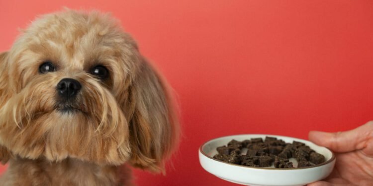 Best Gut Health Supplements for Dogs: Improve Digestion