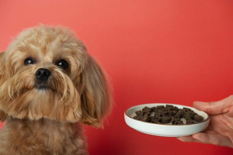 Best Gut Health Supplements for Dogs: Improve Digestion