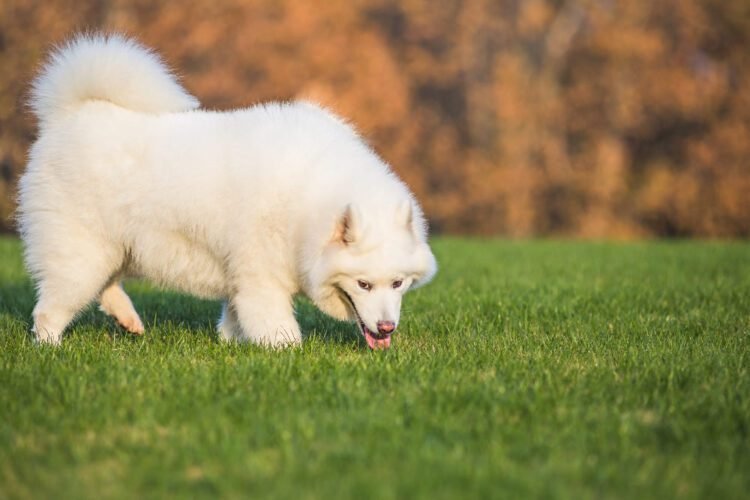 dog stop eating grass supplement