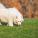 dog stop eating grass supplement