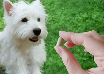 Milk Thistle for Dogs