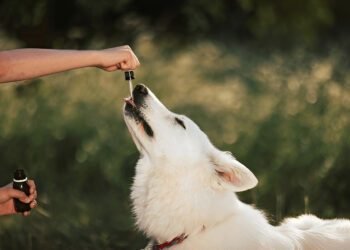 Green Lipped Mussel Supplements for Dogs