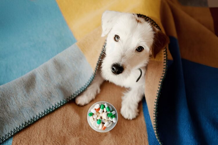 sileo for dogs