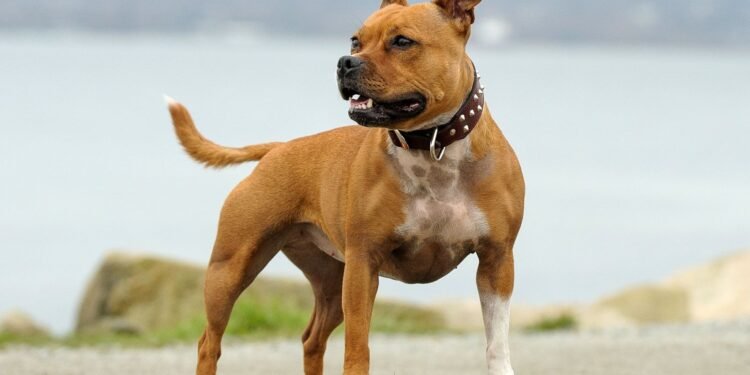 Staffordshire Bull Terrier Dog,
