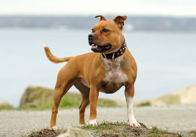 Staffordshire Bull Terrier – A Unique and Lovable Breed