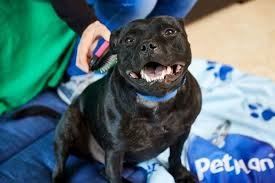 Staffordshire Bull Terrier Dog, 