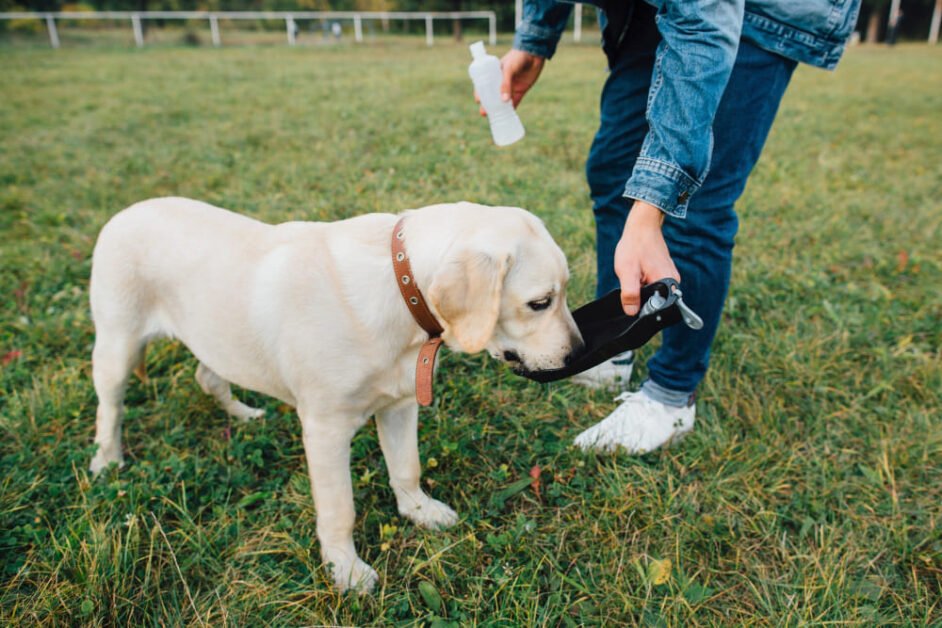 dog skunk odor removal