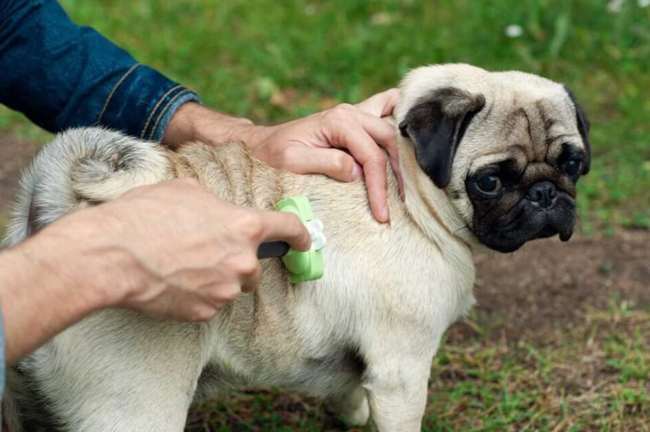 Here's How to Control Your Pug's Shedding, According to Vets