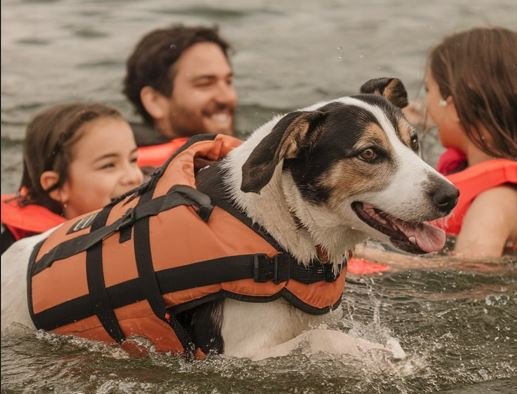 Dog Safety Gear