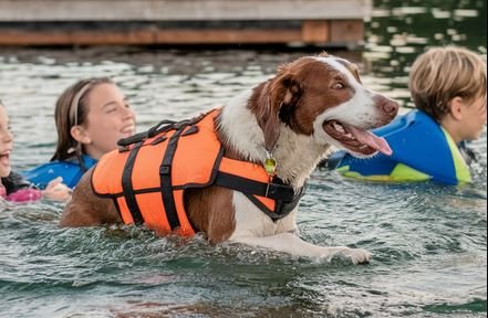 Dog Life Jacket