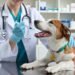 Azithromycin Dosage Calculator for Dogs