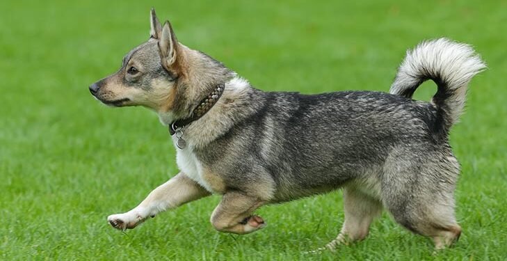 Swedish Vallhund