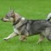 Swedish Vallhund