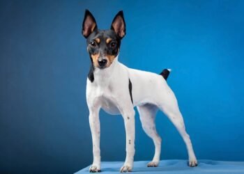 Toy Fox Terrier Dog