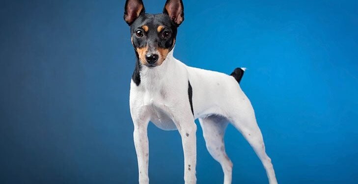 Toy Fox Terrier Dog