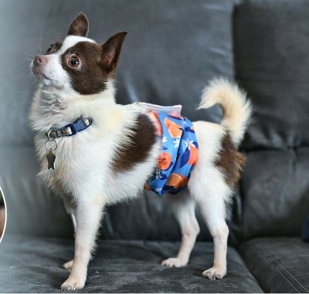 Male Dog Belly Wraps