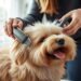 best dog hair trimmer