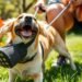 best dog muzzle for pet safety and comfort
