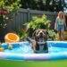 best dog pool for summer fun