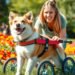 best dog wheelchair