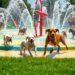 dog splash pad for summer fun