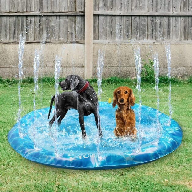 Dog Splash Pad