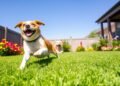 fake grass for dogs