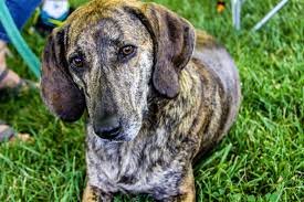 Plott Hound