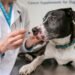 Tramadol Dog Dosage Calculator: A Comprehensive Guide