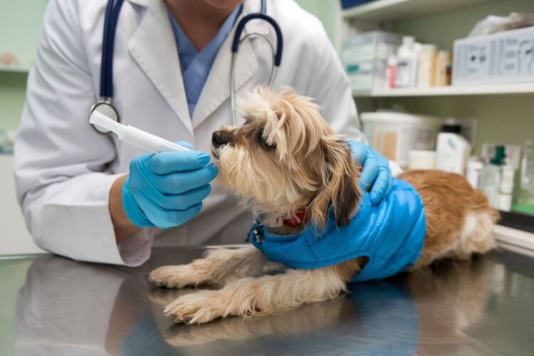 Imodium Dosage Calculator for dogs