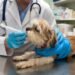 Imodium Dosage Calculator for dogs