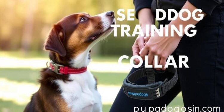 Best Dog Training Collar