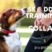 Best Dog Training Collar