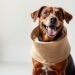 best elizabethan collar for dogs
