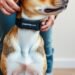 best shock collar for dogs