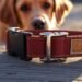 carhartt dog collar