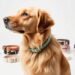 coach dog collar stylish options