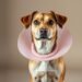 dog cone collar