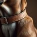 leather dog collar