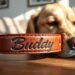 personalized dog collar with name