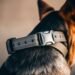 tactical dog collar
